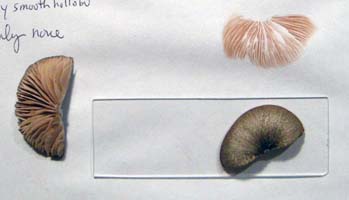 here is a cap showing the top, gills and the pink spore print Leptonia gracilipes.